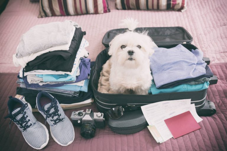 La importancia de viajar con tu mascota desde su juventud