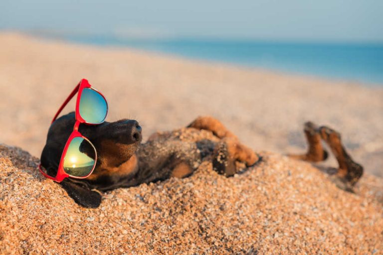 Beneficios de llevar tu perro a la playa