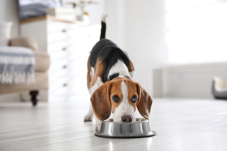 Cómo cuidar la alimentación de tu perro